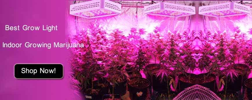 led grow lights for indoor growing marijuana led grow lights for indoor growing marijuana